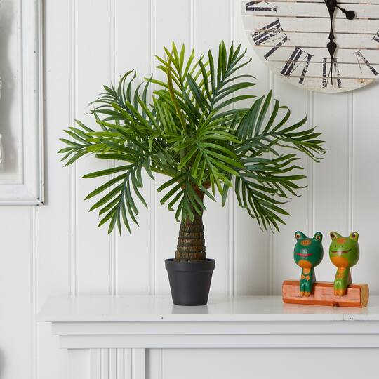 2ft. Robellini Palm Tree in Black Planter